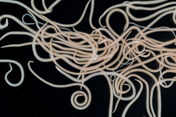 The nematodes (Nematoda), roundworms or eelworms constitute the phylum Nematoda. Species in the...