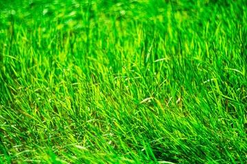 Bright green grass as a summer background.