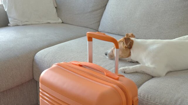 Small dog lying on couch near orange suitcase. Sad pet resting near packed luggage indoors. Jack Russell terrier dog waiting for home leaving. Concept of travel with pet