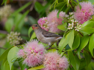 Female Scarlet Myzomela or Scarlet Honeyeater (Myzomela sanguinolenta) perched on a green leaved plant with pink flowering fruit.