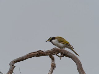 Blue-faced Honeyeater (Entomyzon cyanotis) perched on a branch with overcast bokeh background