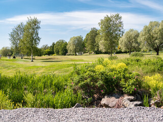 Lush Green Landscape with Trees and Flowers