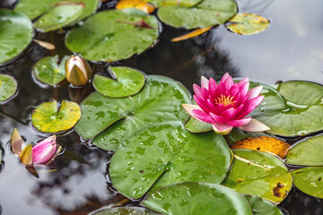 Beautiful pink water lily blooming in a tranquil pond with lily pads