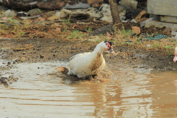 white duck in the water