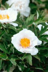 Bright white flowers bloom amidst lush green foliage in a vibrant garden setting