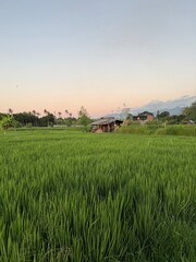 Ricefields sunset