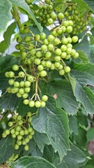 
Common viburnum, deciduous, with beautiful green leaves and clusters of unripe berries, shrub