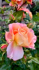 pink rose in garden