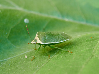 Green stink bug on a green leaf. Nezara viridula