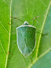 Green stink bug on a green leaf. Nezara viridula