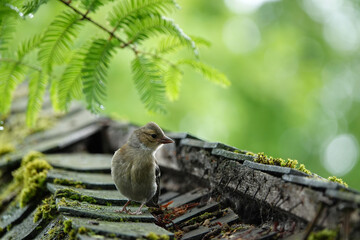 Closeup on a Common Eurasian chaffinch, Fringilla coelebs sitting on top of a roof