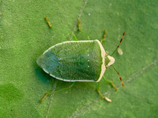 Green stink bug on a green leaf. Nezara viridula