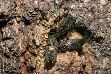 クヌギの樹液を奪い合う甲虫ヨツボシオオキスイたち（自然環境下昆虫類ストロボマクロ撮影）