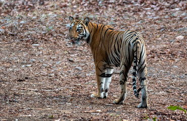 Female tigress in the forest. Close up, selective focus.