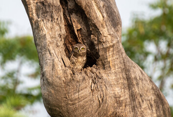 Spotted owlet in tree trunk. Selective focus.
