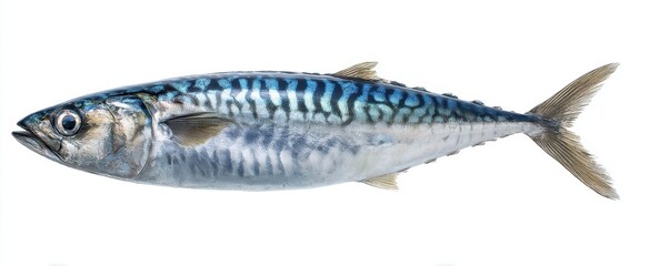 The vibrant mackerel showcasing its intricate blue striped pattern.