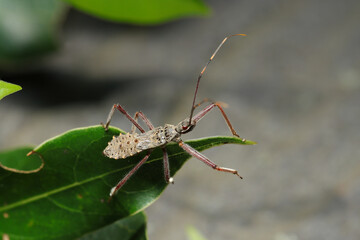 恐竜のような体型のオオトビサシガメ幼虫（自然環境下昆虫類ストロボマクロ撮影）