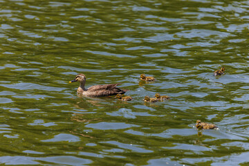 日本の各地で見られる留鳥のかわいいカルガモ親子