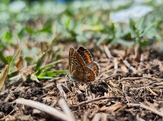 butterfly on leaf