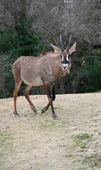 A roan antelope in a forest