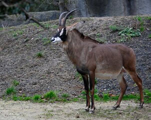 A roan antelope in  a savannah