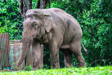 Fototapeta premium Elephants are large mammals and are the largest land animals. Wild elephants eat plants. They are big, have a small head, big legs, and have a trunk that reaches to the ground. That trunk is the nose.
