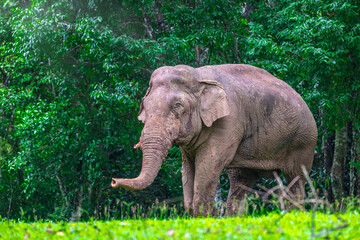 Fototapeta premium Elephants are large mammals and are the largest land animals. Wild elephants eat plants. They are big, have a small head, big legs, and have a trunk that reaches to the ground. That trunk is the nose.