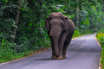 Fototapeta premium Elephants are large mammals and are the largest land animals. Wild elephants eat plants. They are big, have a small head, big legs, and have a trunk that reaches to the ground. That trunk is the nose.