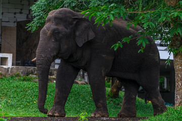 Elephants are large mammals and are the largest land animals. Wild elephants eat plants. They are big, have a small head, big legs, and have a trunk that reaches to the ground. That trunk is the nose.