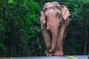 Fototapeta premium Elephants are large mammals and are the largest land animals. Wild elephants eat plants. They are big, have a small head, big legs, and have a trunk that reaches to the ground. That trunk is the nose.