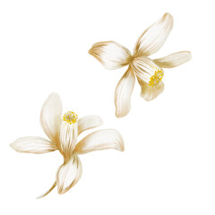Blooming white lemon tree flowers as a symbol of purity and renewal,sunny southern vibes,and a relaxing holiday mood-hand-painted illustration in watercolor isolated on a white background