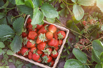 Fresh red strawberries in wicker basket outdoors, top view