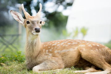 The deer is lying on the green grass