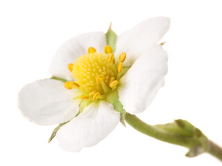 Obraz premium One beautiful strawberry flower isolated on white