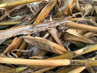 Cornfield after harvest with dried husks under evening sunlight, highlighting the rustic charm of agricultural cycles.