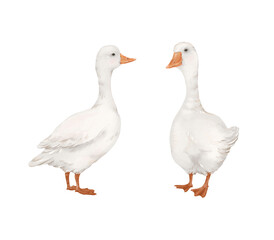 Two white geese, watercolor isolated illustration for your design.