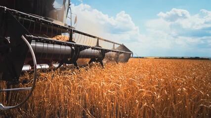 Modern combine and harvester reaping wheat crops across vast fields in summer. Closeup view, Innovative agronomic practices in farming regions, eco-friendly farming and agribusiness, details view