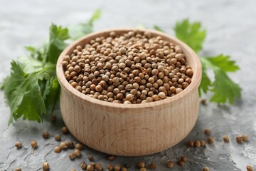 Coriander seeds and fresh cilantro sprigs on grey textured table, closeup