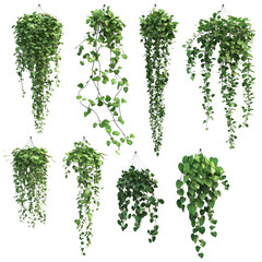 3D render of different types of hanging vines isolated on a white background PNG
