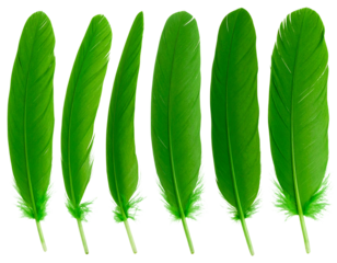 A - Set of Delicate Green Feathers with Soft Fluffy Texture, Side View, Isolated on Transparent Background.