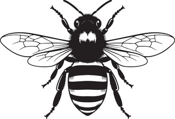 Vector art of detailed black and white drawing of a bee with striped abdomen and intricate wing patterns isolated on white background isolated on white background