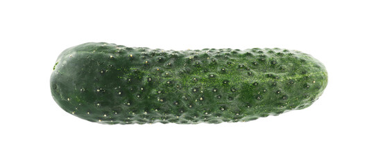 One fresh green cucumber isolated on white