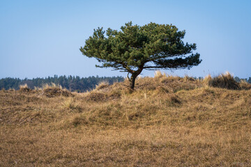 Obraz premium Western Pomeranian Lagoons National Park, Germany