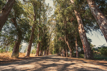 Fototapeta premium Peaceful green lovers road lined with tall eucalyptus trees in Gokova
