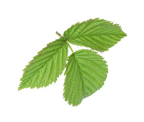 Sprig with green raspberry leaves isolated on white