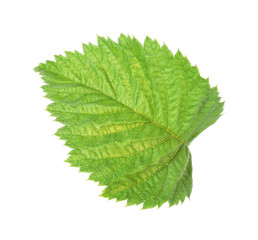 One green raspberry leaf isolated on white