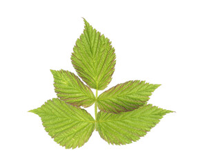 Sprig with green raspberry leaves isolated on white