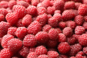 Many fresh ripe raspberries as background, closeup