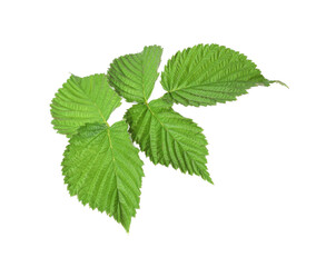 Sprig with green raspberry leaves isolated on white