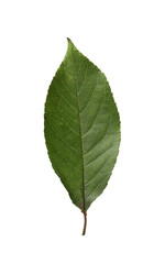 Fototapeta premium One orange leaf isolated on white. Citrus plant